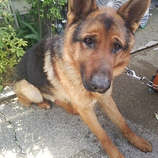 警察犬登録済み 2歳 オス シェパード