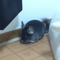 リーゼ