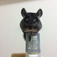 コヨミ