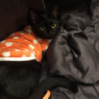 スリムな黒猫ちゃん