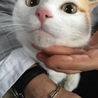 りゅうはく
