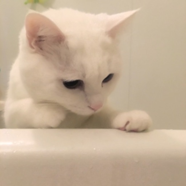 りゅうはくのカバー写真