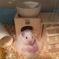 大福