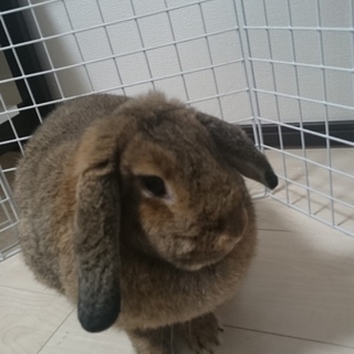 生後１年２ヶ月  うさぎ