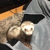 だいこんこん