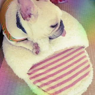 フレンチブルドッグ推定7歳メス、元気な女の子！