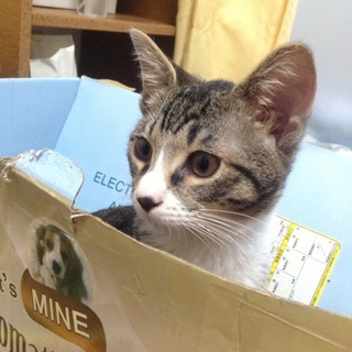 キジ白の雄猫「ジューサ」君の里親様募集！