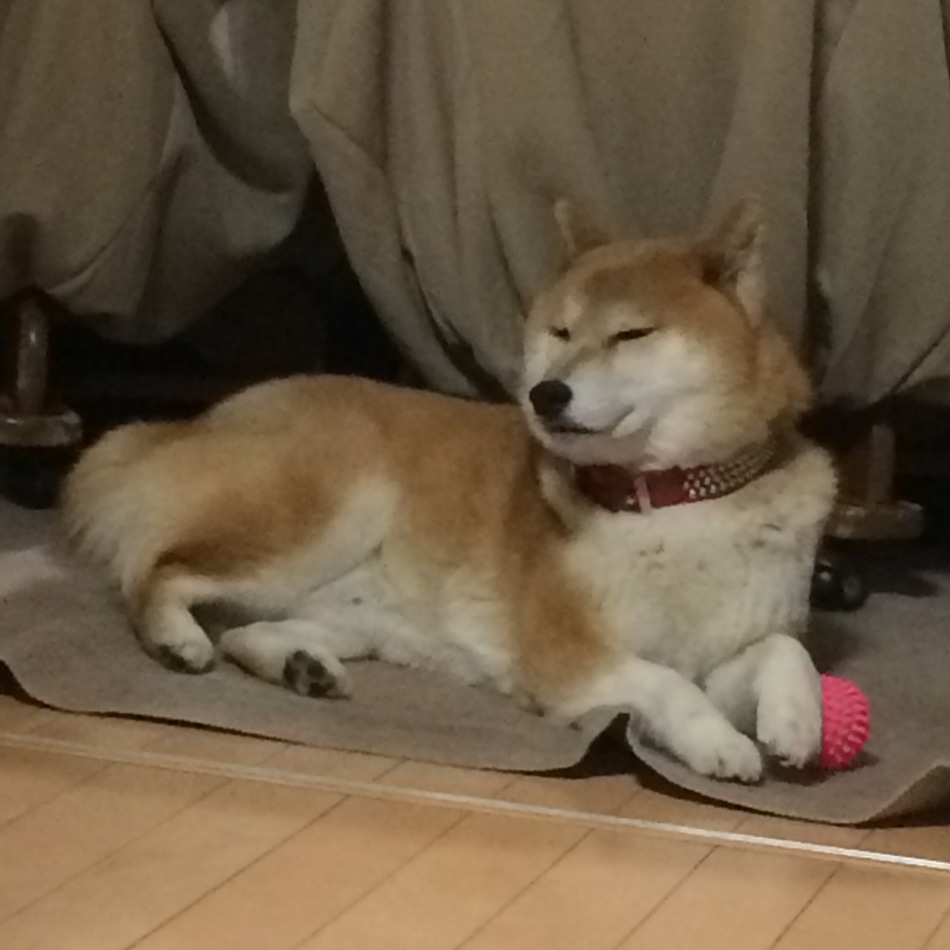 トマトのカバー写真