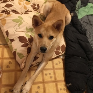 甘えん坊わんこ