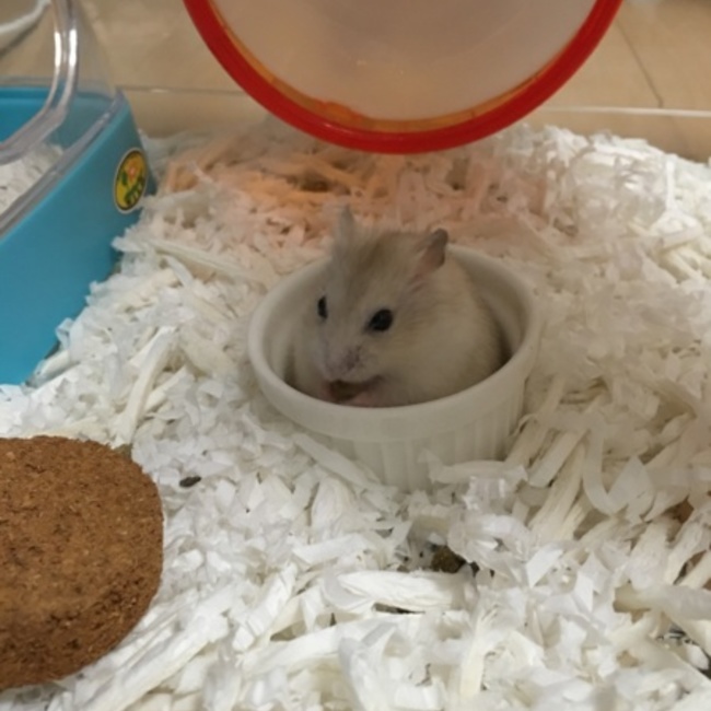 アイルー☆のカバー写真