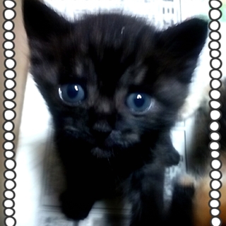 募集終了します、ありがとうございました