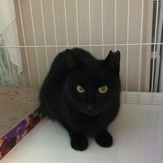 春一番に乗ってやってきたクロネコ♪はる♪