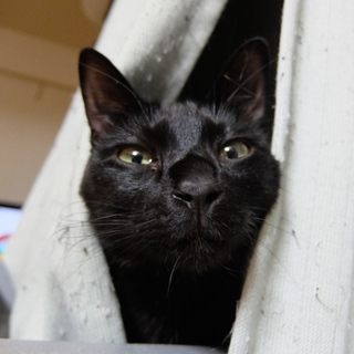 ツヤツヤ真っ黒の甘えん坊、パッソくん