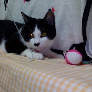 ★好奇心旺盛で活発な女の子★小顔のちょび姫★