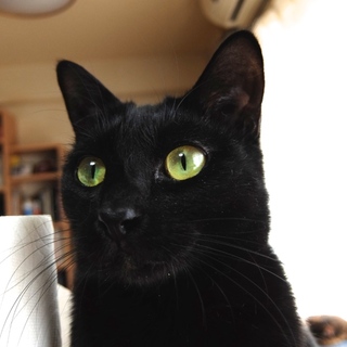 ツヤツヤ真っ黒の美人猫、フレアちゃん