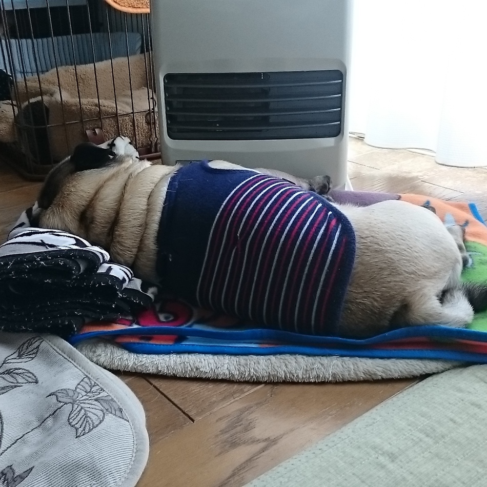 さくのカバー写真