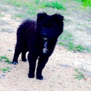 希望者さんがいるので募集を一時停止します