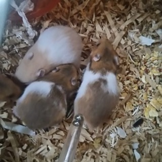 3月初旬生まれのゴールデンハムスター