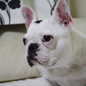 フレンチブルドッグの女の子