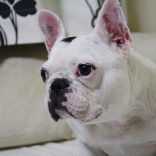 フレンチブルドッグの女の子