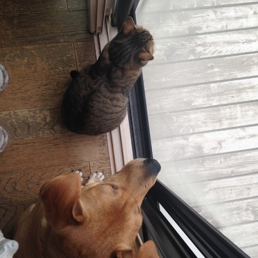 2匹が仲良く外を見てます。幸せ