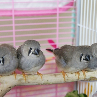 ありがとうございました