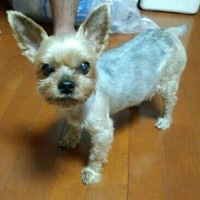 マロ