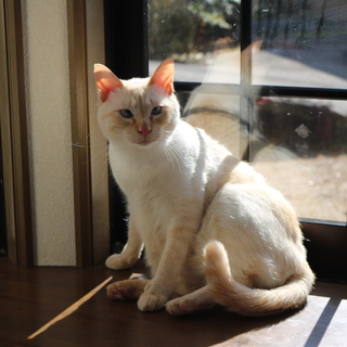 甘えん坊の男の子、里親募集！