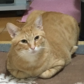 ぽっちゃり体系の男の子、里親募集！