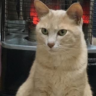 大人しい男の子です。里親募集！