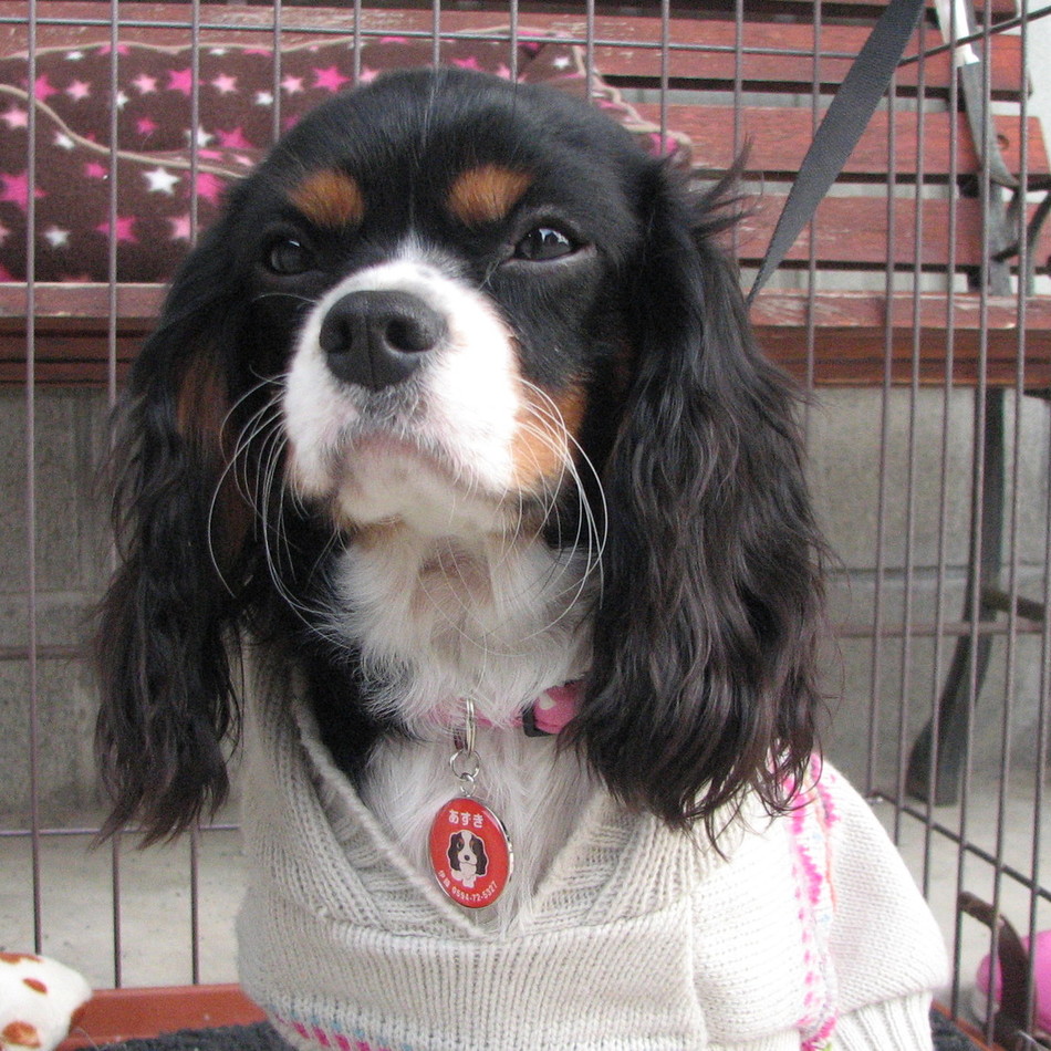 あずきのカバー写真