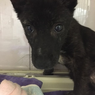 ミックス女の子　生後約5～6か月