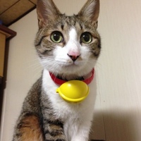 サスケ