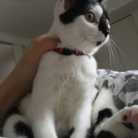 ボンジュ