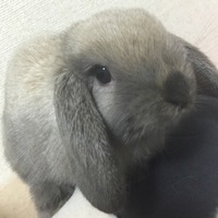 もこちゃん