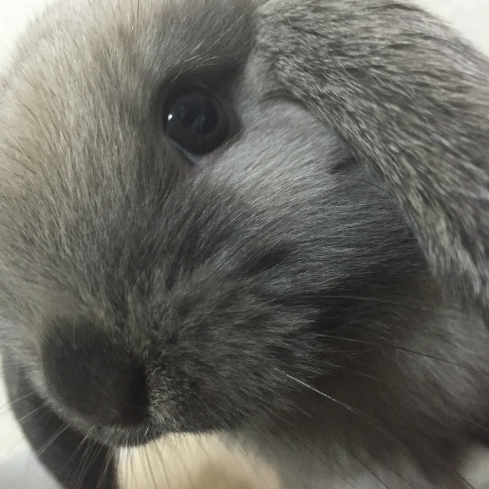 もこちゃんのカバー写真