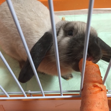 ニンジンに目がありません