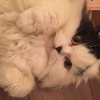 ◆とっても甘えん坊な4歳◆スコティッシュフォールド