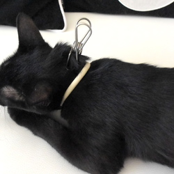 「猫が一瞬でおとなしくなる裏技？」サムネイル2