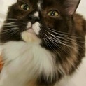 毛長猫の里親を募集します！