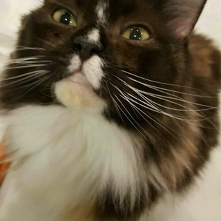 毛長猫の里親を募集します！