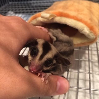 フクロモモンガ大切にしてくださる方お願い致します