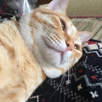 デンドロビウム