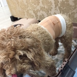 保護犬迎えました