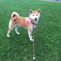 柴子