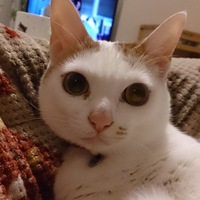 胡たま