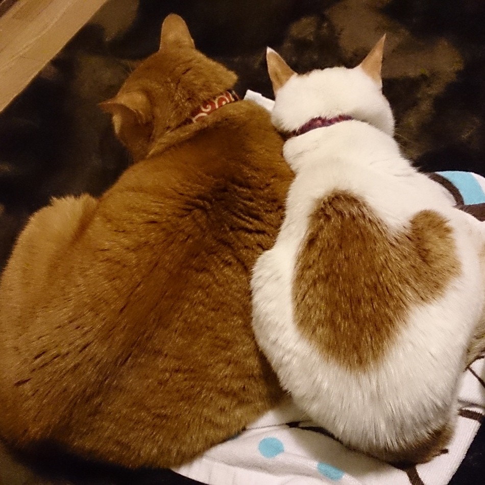 胡たまのカバー写真