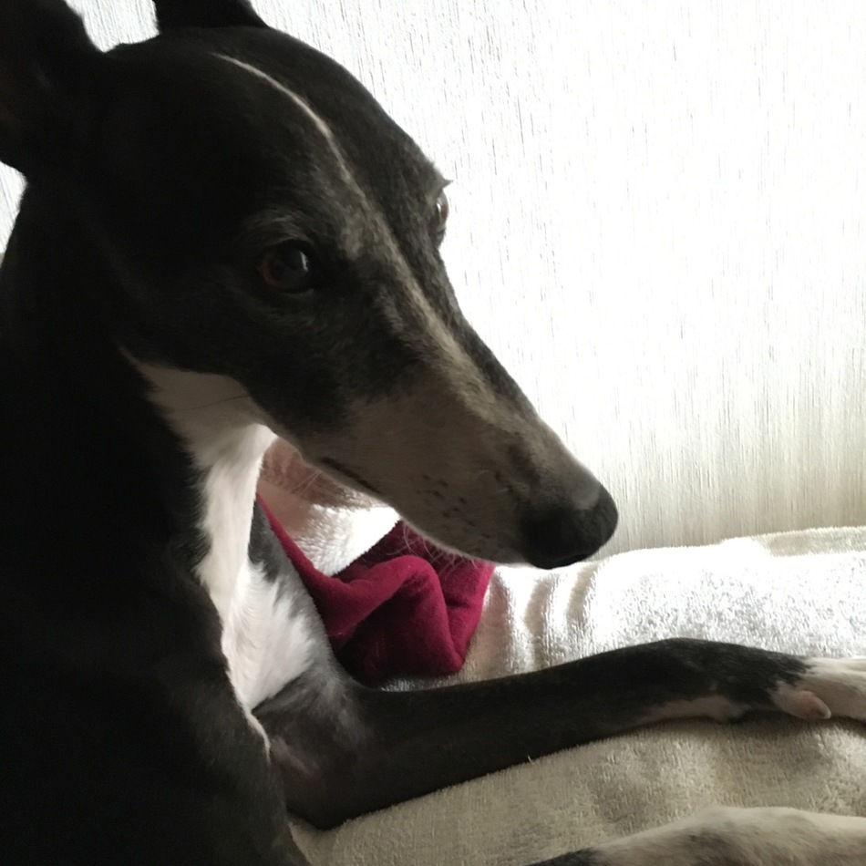 ボルのカバー写真