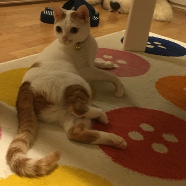 ぷりけつ(๑ ́ᄇ`๑)