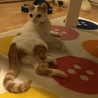ぷりけつ(๑ ́ᄇ`๑)